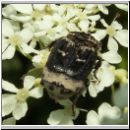 Valgus hemipterus - Stolperkaefer m02.jpg